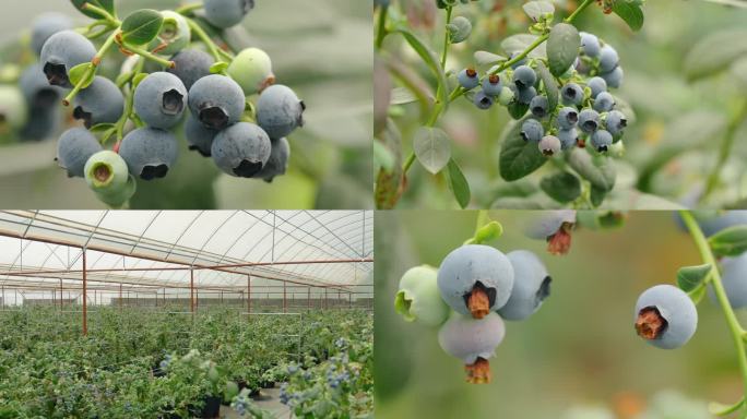 蓝莓大棚盆栽蓝莓园4k素材