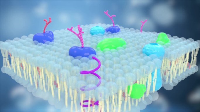 细胞膜磷脂双分子层内部构造三维展示