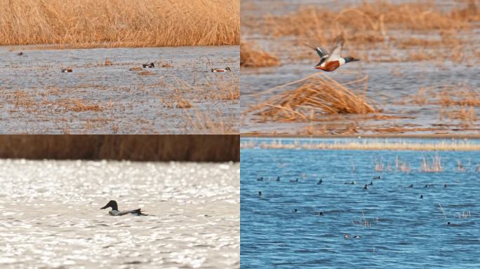 湿地野生鸟类——琵嘴鸭