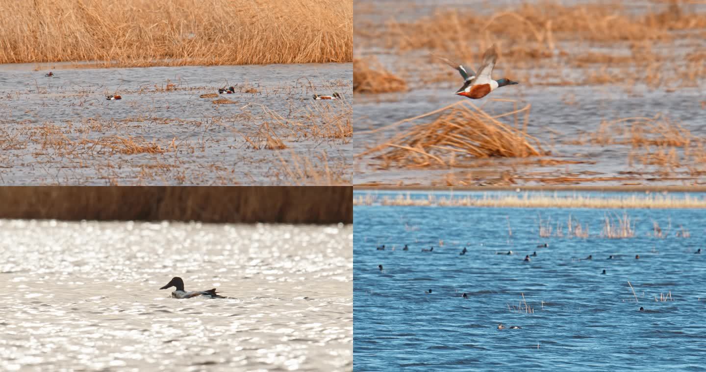 湿地野生鸟类——琵嘴鸭