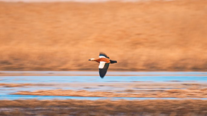 湿地常见野生鸟类——赤麻鸭