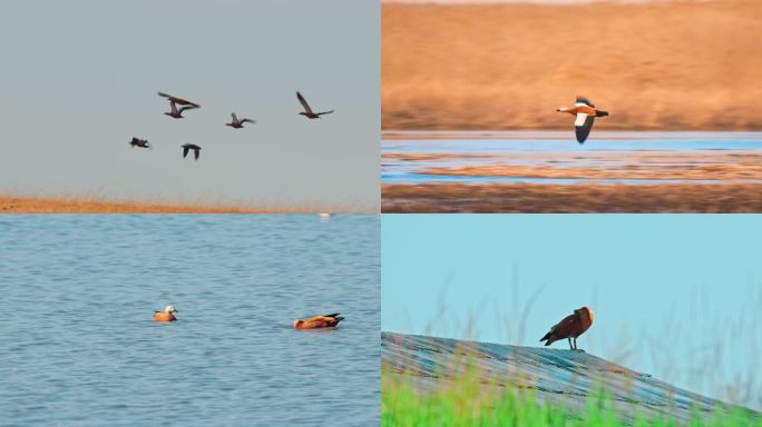 湿地常见野生鸟类——赤麻鸭