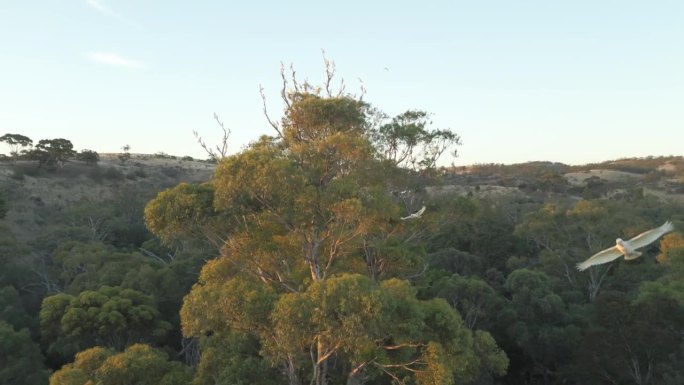 无人机拍摄的晚上成群的凤头鹦鹉在树上飞来飞去的画面。