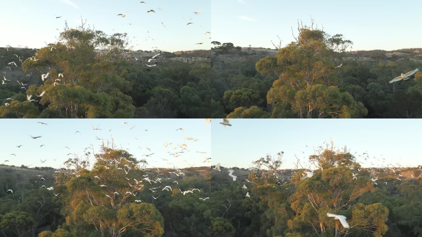 无人机拍摄的晚上成群的凤头鹦鹉在树上飞来飞去的画面。