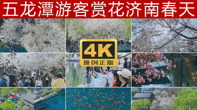 济南春天五龙潭游客赏花4K