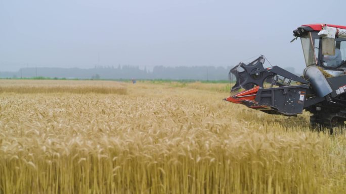 麦地收割