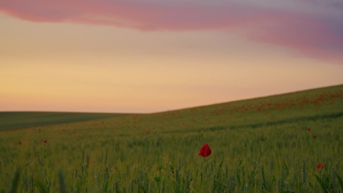 金色地平线:在黄昏的光芒下，在广阔的麦田里，点缀着充满活力的罂粟花，大自然的辉煌交响曲