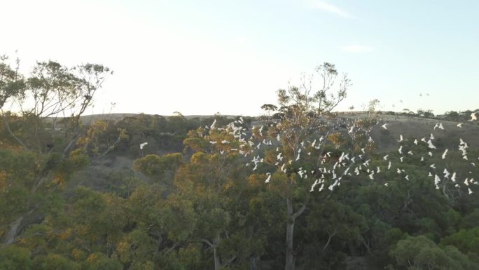 日落时分，成群结队的凤头鹦鹉在树上飞翔。