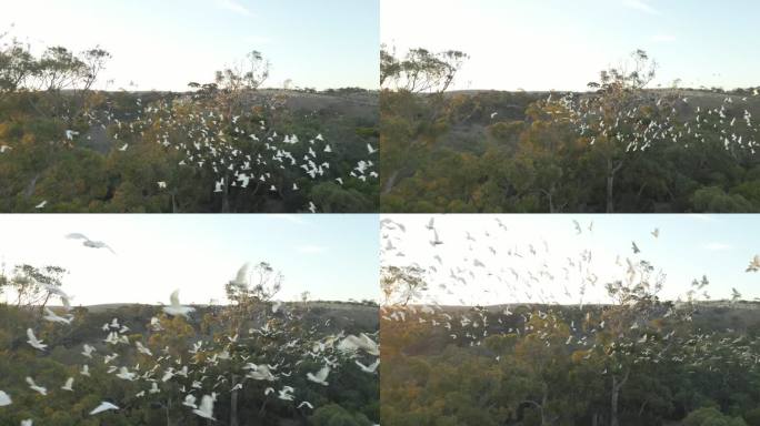 日落时分，成群结队的凤头鹦鹉在树上飞翔。