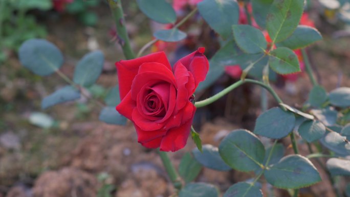红玫瑰花瓣花朵花开绽放