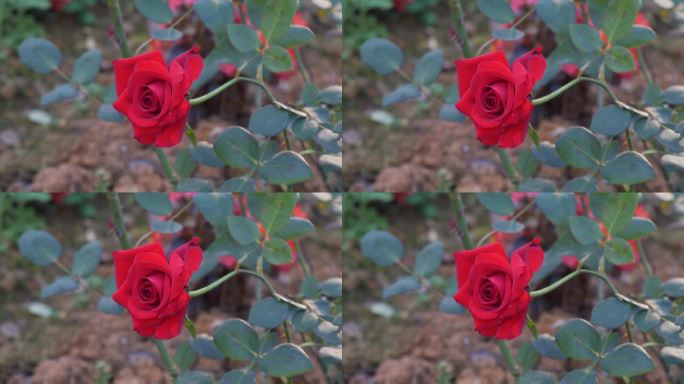 红玫瑰花瓣花朵花开绽放
