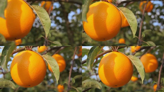 一个明亮的橘子挂在树枝上的全景图
