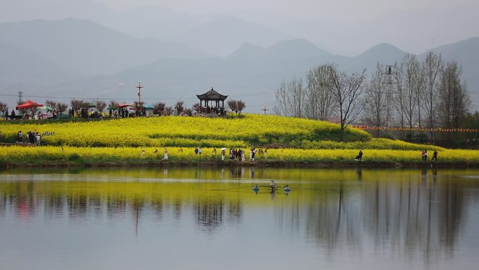 五颜六色的油菜花