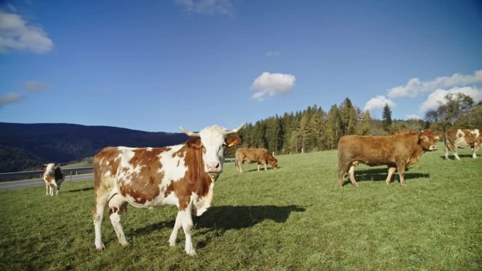 一群牛在农村的草山上吃草