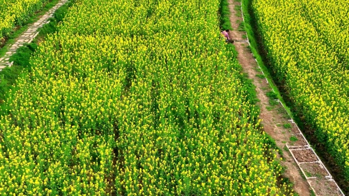 油菜花