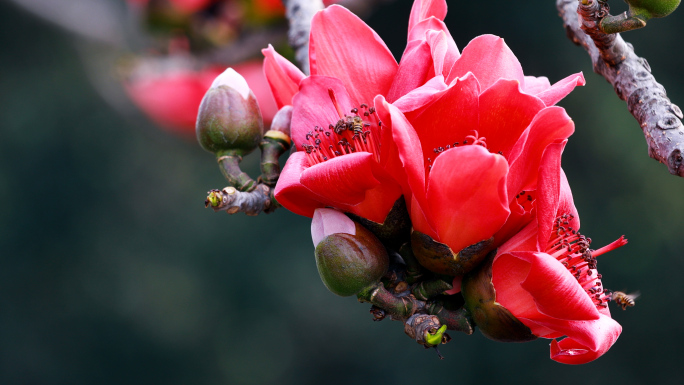 蜜蜂采蜜  春暧花开