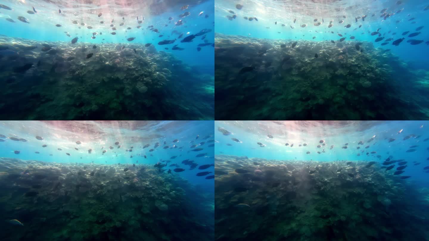 一群鱼在埃及沙姆沙伊赫红海下的礁石上游泳。水下拍摄