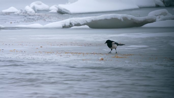 喜鹊 在雪地上觅食的喜鹊视频素材