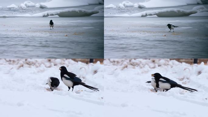 喜鹊 在雪地上觅食的喜鹊视频素材