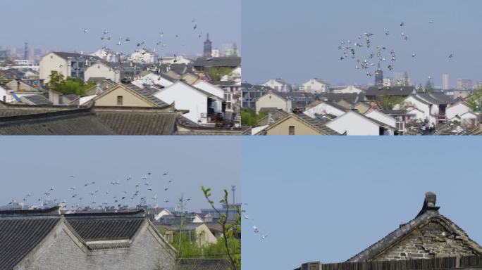 2K古建筑屋檐一群鸽子鸟飞过