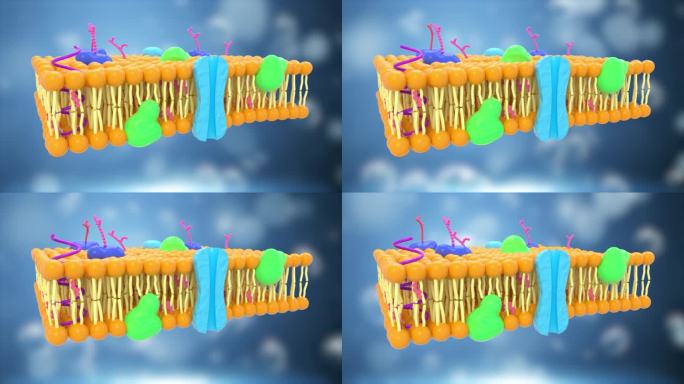 3D立体医学生物学细胞膜磷脂双分子层渲染