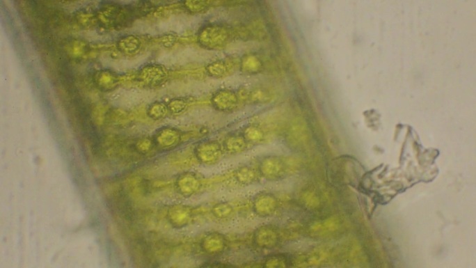 显微镜下的绿藻