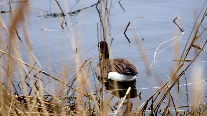 加拿大鹅在平静的河水中安静地休息和进食