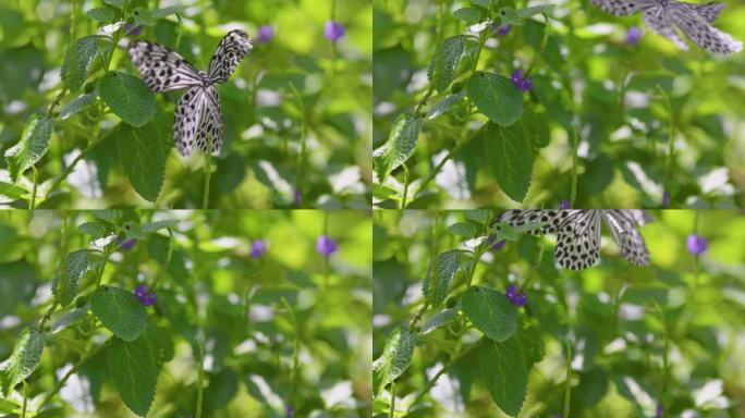微距拍摄奇异的巨型蝴蝶采集花蜜并飞走。大的黑白蝴蝶在花与绿色散焦背景。慢动作超高清高质量拍摄