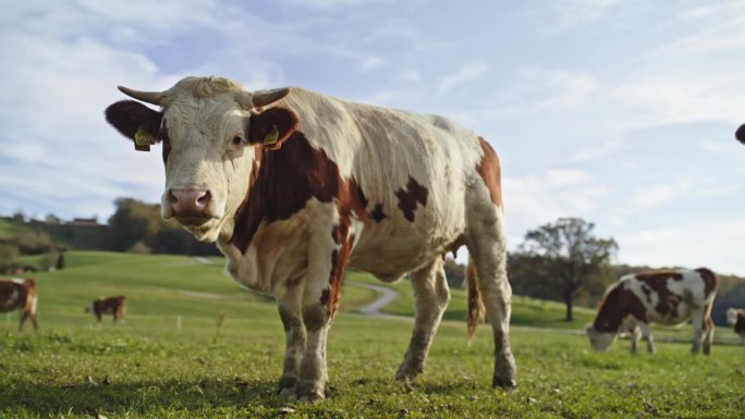 奶牛在农村草地上吃草