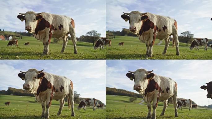 奶牛在农村草地上吃草