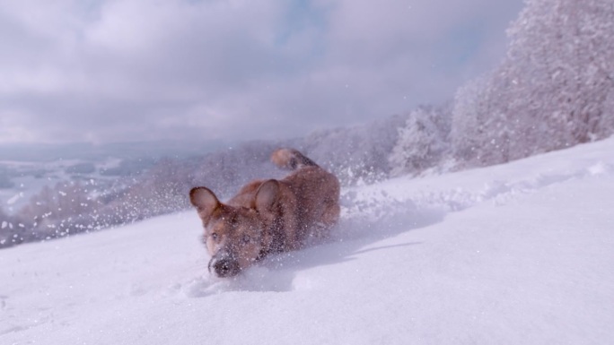 特写:可爱的棕色混血狗在滚雪球后的深雪中奔跑