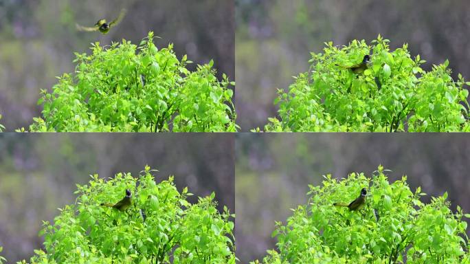 领雀嘴鹎飞行着陆树枝