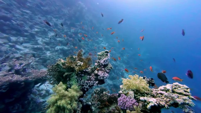 埃及沙姆沙伊赫红海下的海洋鱼类和珊瑚礁。——水下