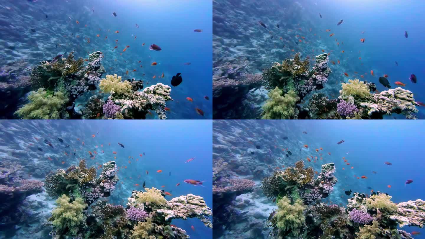 埃及沙姆沙伊赫红海下的海洋鱼类和珊瑚礁。——水下