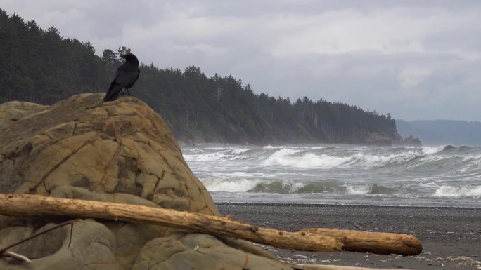 太平洋岸边，一只大黑鸟坐在岩石上飞出画面，奥林匹克国家公园，美国华盛顿