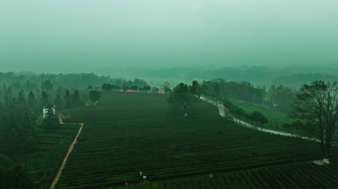 春雨中云雾缭绕的茶园