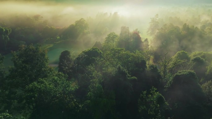 从空中俯瞰，阳光穿过热带森林的绿叶。树林里雾蒙蒙的早晨。雨林中神奇的雾蒙蒙的日出