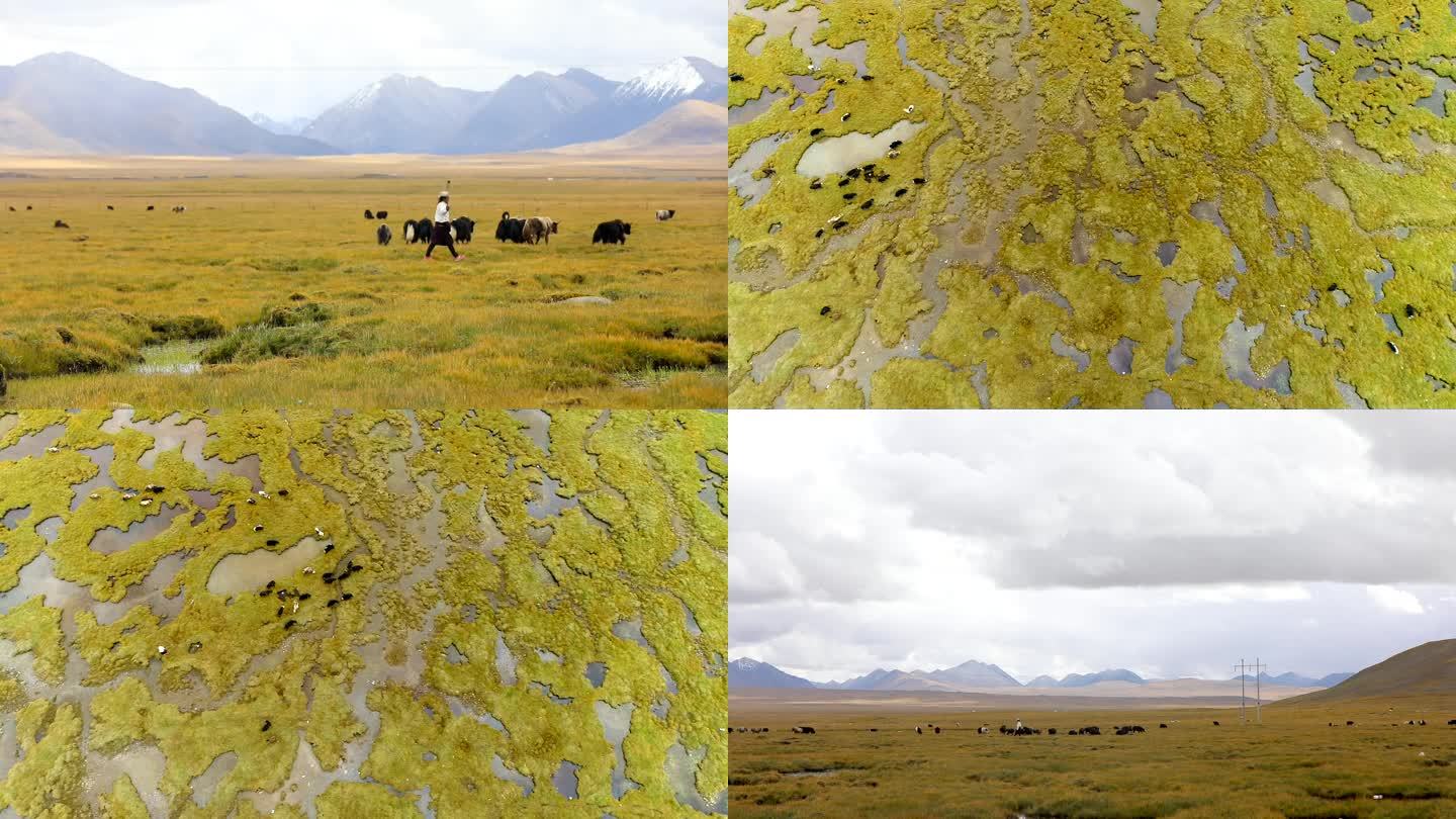 西藏湿地 牦牛 放牧