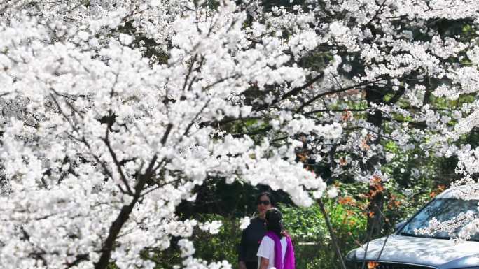 重庆南川：樱花绽放春意浓