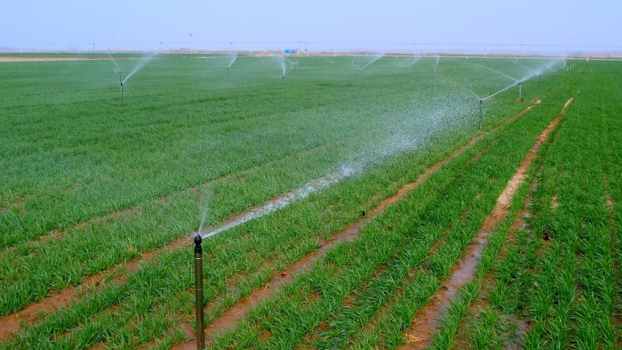 【4K】小麦喷灌 节水农业 节水灌溉