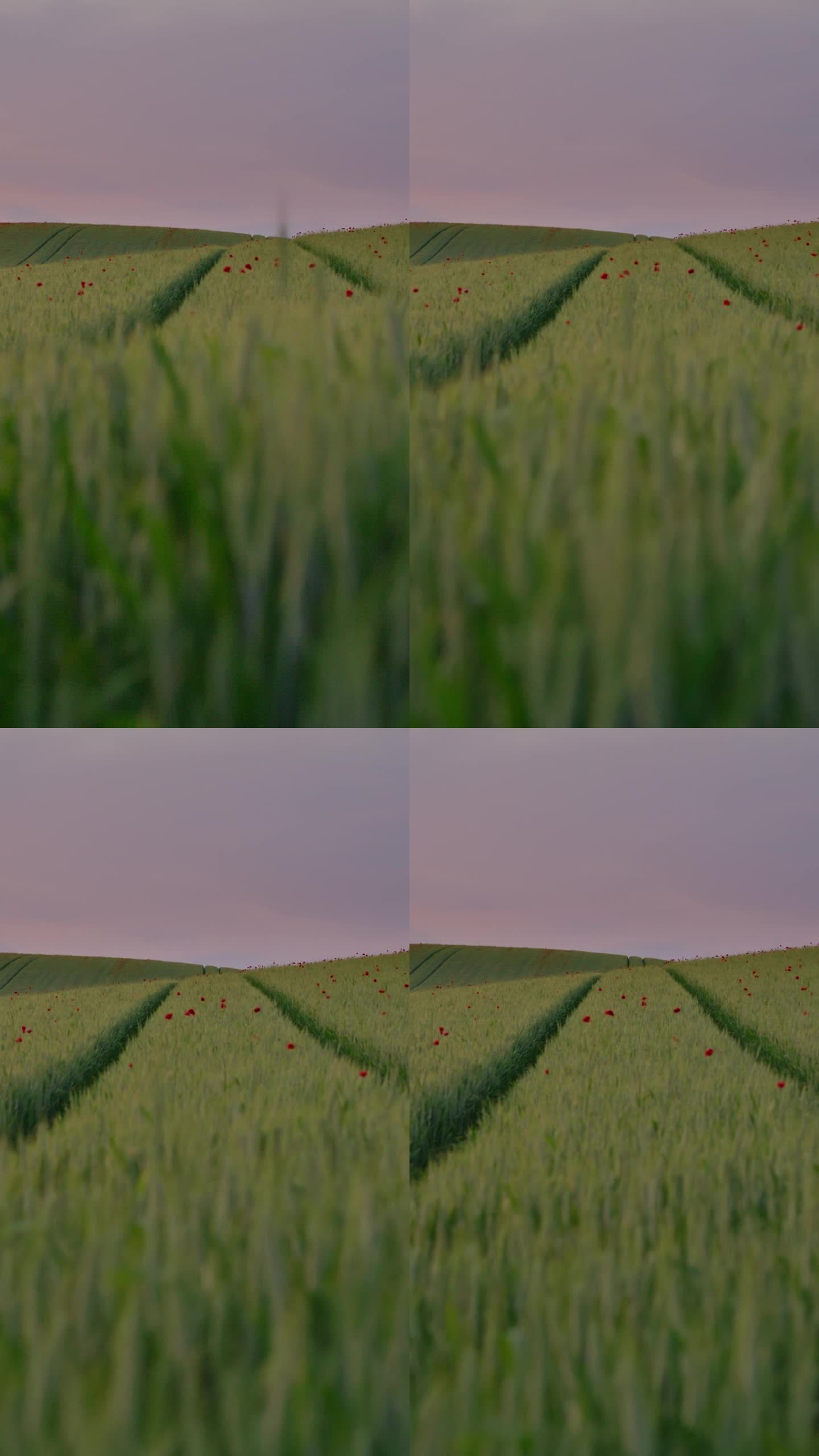 黄昏的痕迹:轮胎的痕迹蜿蜒穿过一个郁郁葱葱的麦田点缀着罂粟花在黄昏