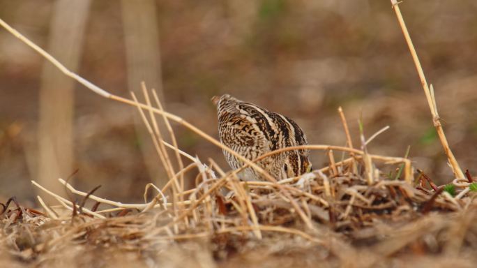 湿地常见野生鸟类——扇尾沙锥