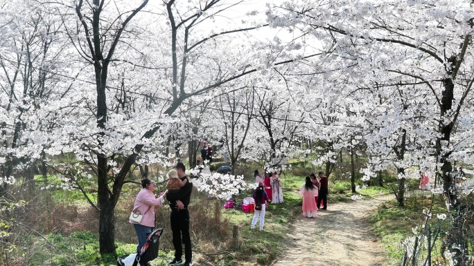 重庆南川：樱花绽放春意浓