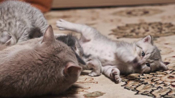 一个月大的小猫在家里和哺乳的猫妈妈玩耍