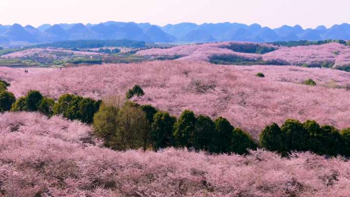 贵阳贵安樱花平坝万亩樱花园清镇琊陇坝茶园