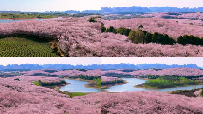 贵阳贵安樱花平坝万亩樱花园清镇琊陇坝茶园