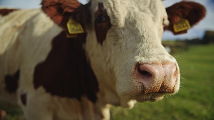 草地上耳朵贴着标签的牛