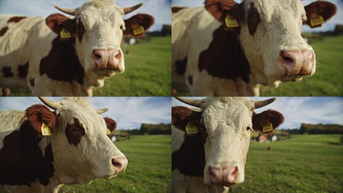 草地上耳朵贴着标签的牛
