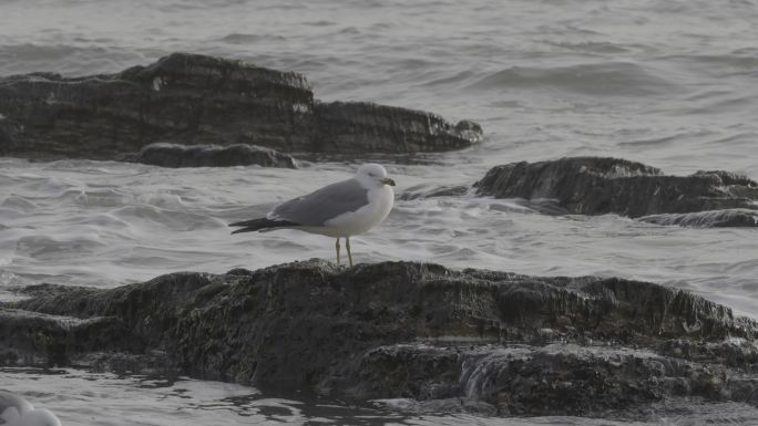 海鸥LOG视频素材