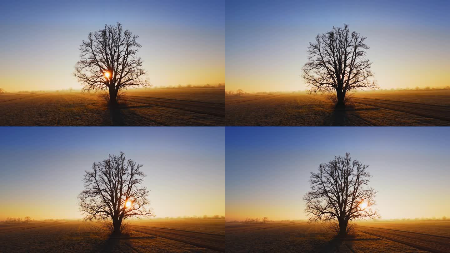 日出时，一棵孤独的树勇敢地矗立在清醒的天空下，给广阔的田野带来了宁静。孤独的树。